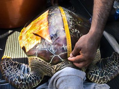 Navy is leading the collection of marine mammal and sea turtle data in the Mariana Islands